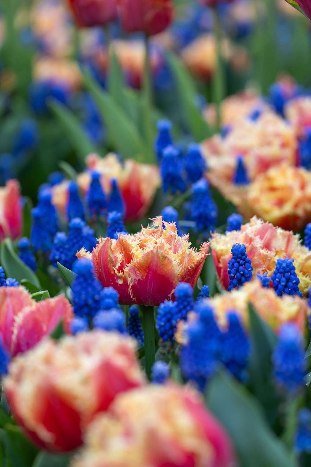 Løgblanding 'Amazing Ocean'